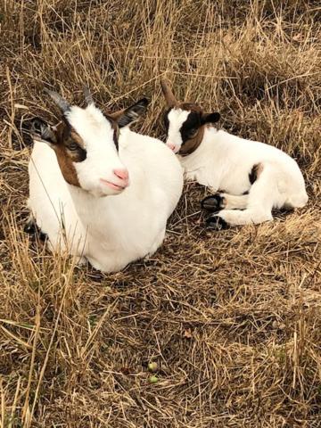 Вилла Le Domaine De La Petite Chevre Ploumagoar Экстерьер фото